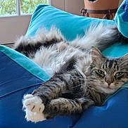 Cooper joined the competition — help win amazing prizes! cat, tabby, fluffy, paws, cushion, blue, indoor, relaxed, stretching, window, natural_light, feline, pet, cozy, fur, whiskers, sleepy, home, domestic_animal, resting