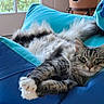 cat, tabby, fluffy, paws, cushion, blue, indoor, relaxed, stretching, window, natural_light, feline, pet, cozy, fur, whiskers, sleepy, home, domestic_animal, resting