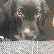 Diego is registered to the contest to win money with this photo: adorable, animal, background_blur, black_dog, canine, close_up, curious, dog, ears, face, furry, indoor, looking, nose, pet, puppy, soft_light, texture, whiskers, young