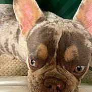 Tiffany joined the competition — help win amazing prizes! dog, french_bulldog, canine, pet, animal, close_up, portrait, face, wrinkles, large_ears, pink_ears, brown_fur, short_snout, nose, eyes, whiskers, indoor, green_background, sitting, funny_expression