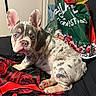dog, puppy, french_bulldog, pet, animal, sitting, portrait, face, ears, wrinkles, blue_eyes, short_hair, brindle, indoors, blanket, bed, christmas, gift_bag, holiday, cozy