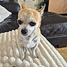 Moukie a rejoint le concours — aidez-le/la à gagner de superbes lots ! dog, chihuahua, small_dog, pet, indoor, blanket, cozy, sofa, couch, living_room, ears, cute, waiting, expression, furniture, television, feet, socks, home, relaxation