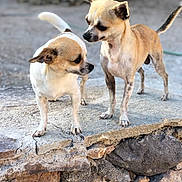 Moukie a rejoint le concours — aidez-le/la à gagner de superbes lots ! dog, chihuahua, two_dogs, outdoor, stone_surface, curious, small_dog, pet, animal, standing, brown_and_white, ears_up, short_fur, daylight, nature, close_up, snout, tail, companion, playful