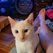 Duky Duuuu is registered to the contest to win money with this photo: animal, ankle, architecture, baby, bodypart, building, cat, couch, face, furniture, hardwood, head, indoors, kitten, manx, person, pet, plywood, siamese, wood