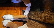 Duky Duuuu joined the competition — help win amazing prizes! animal, appenzeller, beagle, boxer, bulldog, canine, couch, dog, furniture, hardwood, hound, husky, indoors, interiordesign, labradorretriever, person, pet, puppy, sleeping, wood