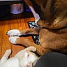 Duky Duuuu is registered to the contest to win money with this photo: animal, beverage, bodypart, canine, cat, coffee, couch, dog, finger, furniture, hand, hardwood, hound, husky, indoors, interiordesign, person, pet, puppy, wood