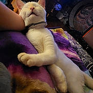 Bubba Dukie joined the competition — help win amazing prizes! cat, white_cat, sleeping, relaxed, indoor, blanket, person_arm, furniture, wooden_drawer, colorful, cozy, collar, pet, animal, resting, paw, head, comfort, napping, domestic