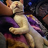 cat, white_cat, sleeping, relaxed, indoor, blanket, person_arm, furniture, wooden_drawer, colorful, cozy, collar, pet, animal, resting, paw, head, comfort, napping, domestic