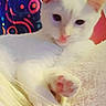 cat, white_cat, paw, pink_paw, fur, pet, animal, indoor, cozy, soft_texture, blanket, colorful_background, red_wall, relaxed, cute, feline, closeup, resting, comfort, domestic