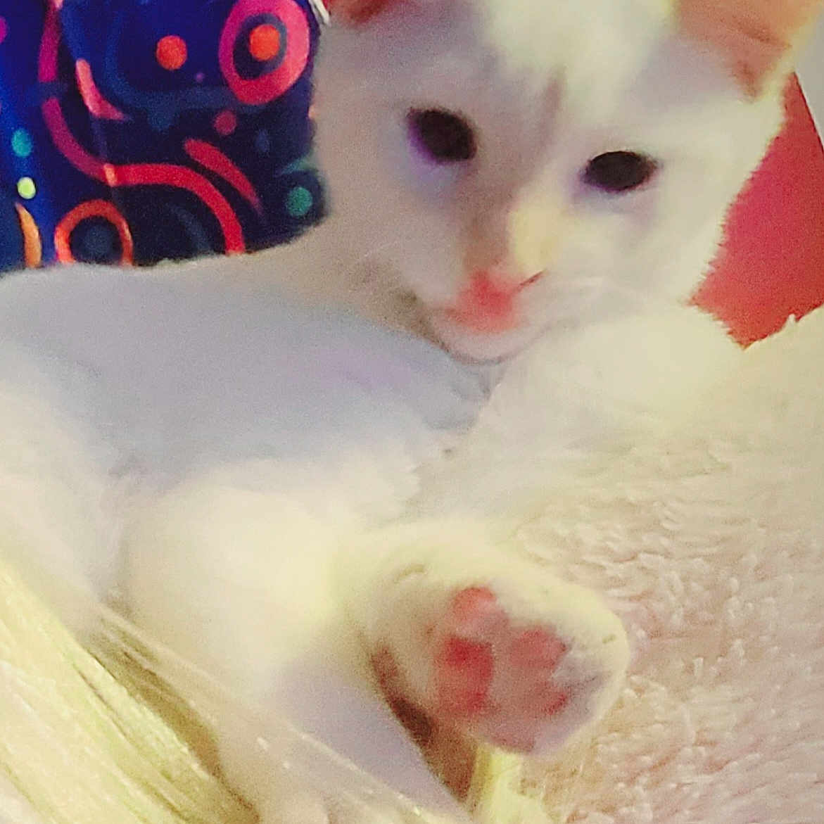 Bubba Dukie is registered to the contest to win money with this photo: cat, white_cat, paw, pink_paw, fur, pet, animal, indoor, cozy, soft_texture, blanket, colorful_background, red_wall, relaxed, cute, feline, closeup, resting, comfort, domestic