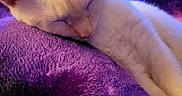 Bubba Dukie joined the competition — help win amazing prizes! cat, sleeping, white_cat, closeup, indoor, blanket, purple, cozy, pet, fur, resting, animal, cute, nap, soft, domestic_cat, whiskers, peaceful, relaxed, feline