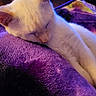 cat, sleeping, white_cat, closeup, indoor, blanket, purple, cozy, pet, fur, resting, animal, cute, nap, soft, domestic_cat, whiskers, peaceful, relaxed, feline