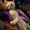 Bubba Dukie is registered to the contest to win money with this photo: cat, white_cat, sleeping, paw, blanket, indoor, cozy, relaxed, fur, pet, animal, resting, collar, colorful, furniture, drawer, room, comfort, closeup, cute