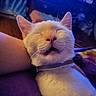 Bubba Dukie joined the competition — help win amazing prizes! cat, white_cat, sleeping, relaxed, pet, indoor, close_up, animal, feline, collar, purple_blanket, human_arm, resting, cozy, dim_light, whiskers, cute, domestic_cat, mouth_open, closed_eyes
