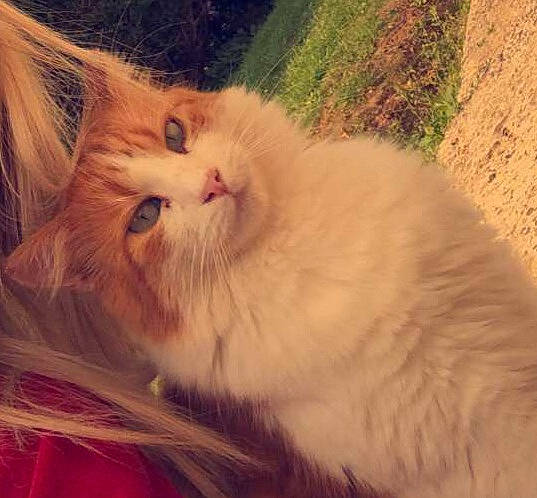 Bébé Chat a rejoint le concours — aidez-le/la à gagner de superbes lots ! british_semi_longhair, carnivore, cat, domestic_long_haired_cat, eye, felidae, fur, kitten, maine_coon, mammal, norwegian_forest_cat, nose, persian, siberian, sky, small_to_medium_sized_cats, snout, turkish_angora, turkish_van, whiskers