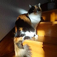 Poupée participe au concours pour gagner de l'argent avec cette photo : cat, calico_cat, stairs, wood, sunlight, indoor, pet, feline, fur, animal, tail, shadow, cozy, relaxed, domestic, home, sitting, quiet, daylight, cute