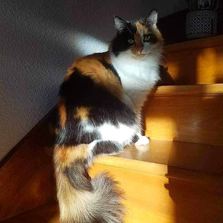 Poupée participe au concours pour gagner de l'argent avec cette photo : animal, calico_cat, cat, cozy, cute, daylight, domestic, feline, fur, home, indoor, pet, quiet, relaxed, shadow, sitting, stairs, sunlight, tail, wood