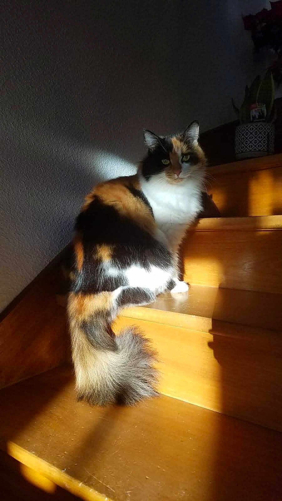 Poupée participe au concours pour gagner de l'argent avec cette photo : cat, calico_cat, stairs, wood, sunlight, indoor, pet, feline, fur, animal, tail, shadow, cozy, relaxed, domestic, home, sitting, quiet, daylight, cute