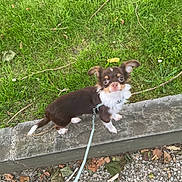 Scrappy-Doo participe au concours pour gagner de l'argent avec cette photo : animal, brown_and_white, curious, cute, dog, ears, eyes, face, fur, grass, ground, leash, nature, outdoor, park, pet, small_dog, stone_ledge, tail, walking