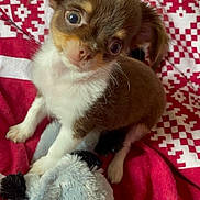 Scrappy-Doo participe au concours pour gagner de l'argent avec cette photo : puppy, dog, toy, stuffed_animal, blanket, red, white, brown, fur, pet, cute, small, indoor, animal, playful, lying_down, young, face, ears, whiskers
