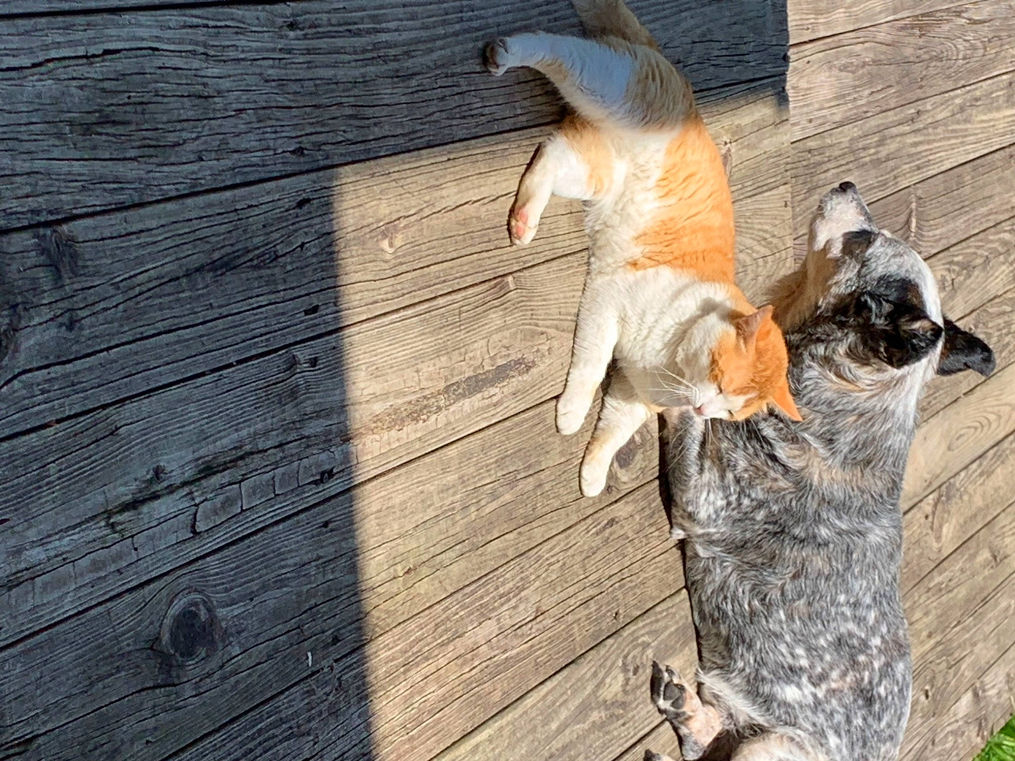 Dut Dut joined the competition — help win amazing prizes! carnivore, cat, companion_dog, dog_breed, domestic_short_haired_cat, fawn, felidae, fur, grass, hardwood, plank, plant, small_to_medium_sized_cats, snout, sporting_group, tail, whiskers, wildlife, wood, wood_stain