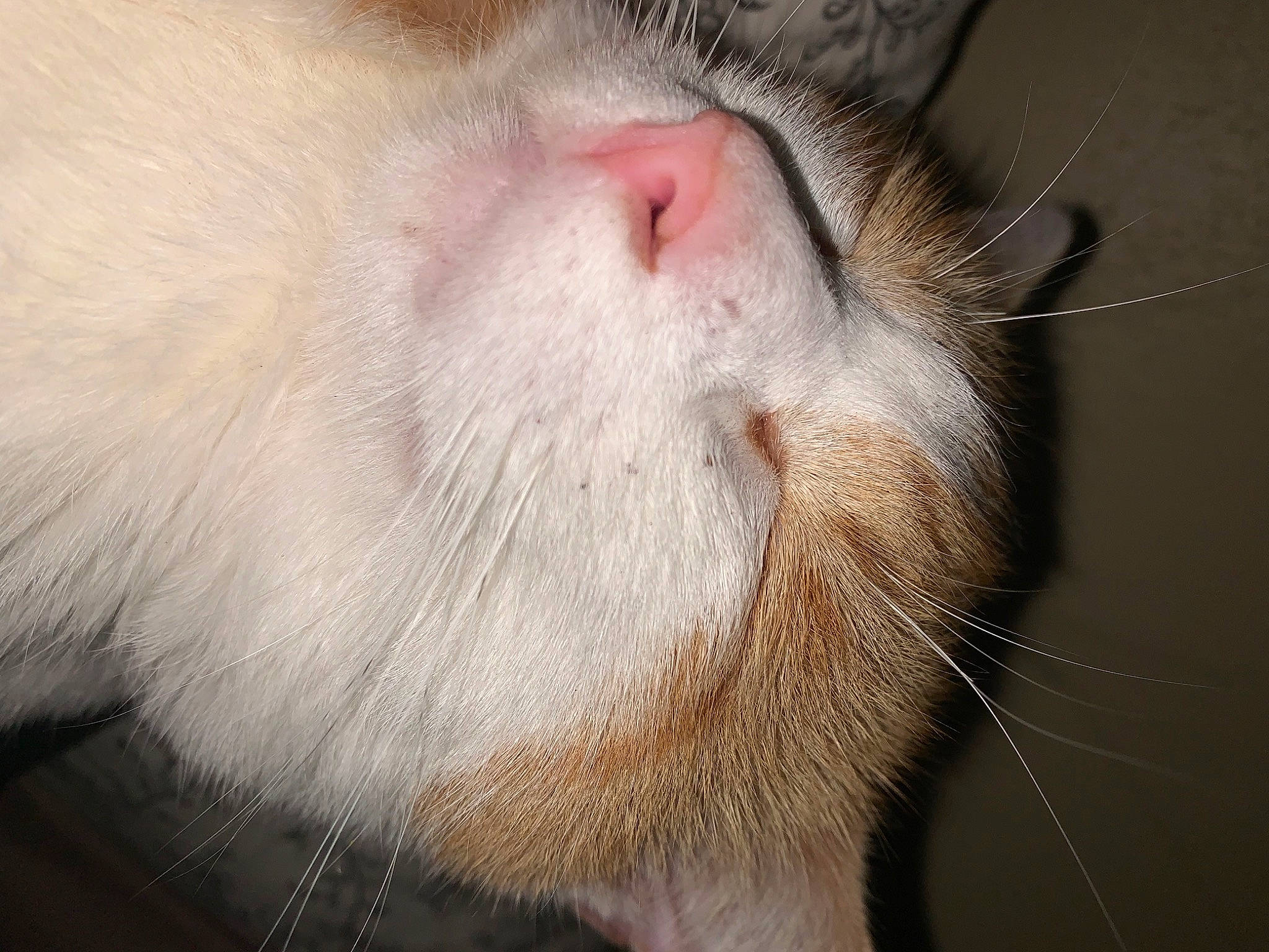 Dut Dut joined the competition — help win amazing prizes! carnivore, cat, claw, close_up, domestic_short_haired_cat, ear, eyelash, fawn, felidae, fur, paw, small_to_medium_sized_cats, snout, tail, whiskers