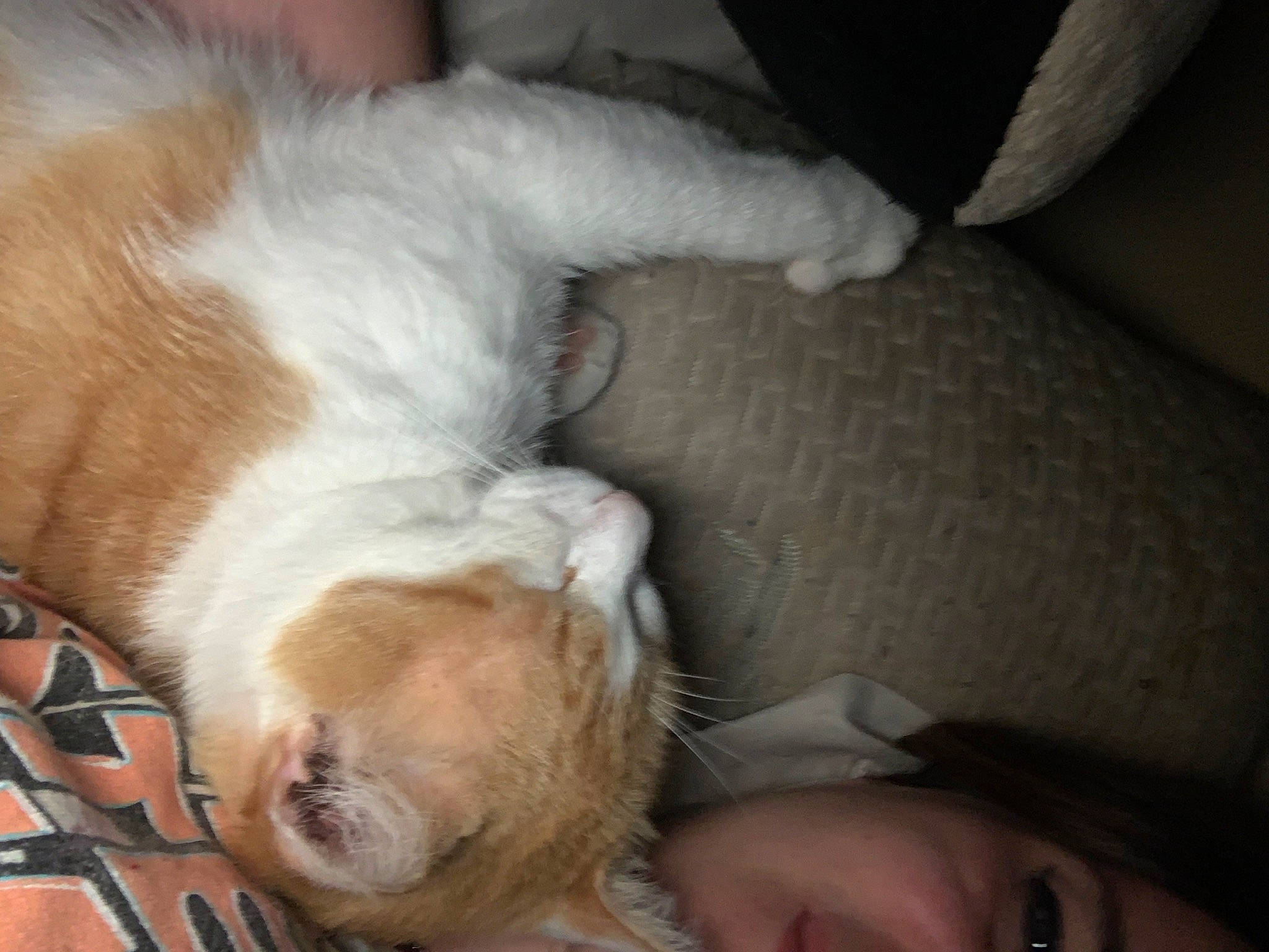 Dut Dut is registered to the contest to win money with this photo: carnivore, cat, claw, comfort, companion_dog, dog, dog_breed, ear, felidae, flooring, fur, nap, paw, sleep, small_to_medium_sized_cats, sporting_group, tail, toy_dog, whiskers