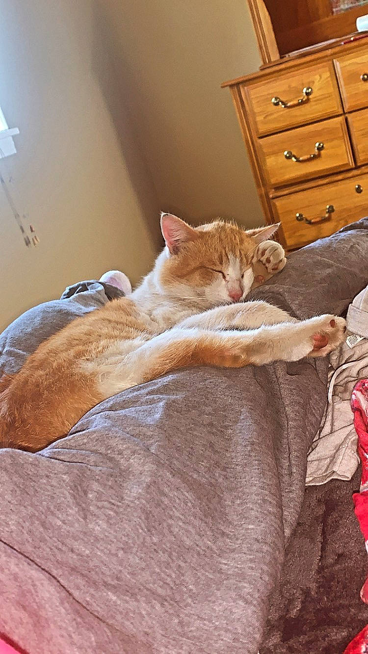 Big Boy is registered to the contest to win money with this photo: bed, bedding, cabinetry, carnivore, cat, chest, chest_of_drawers, chiffonier, comfort, domestic_short_haired_cat, drawer, dresser, fawn, felidae, hardwood, linens, small_to_medium_sized_cats, tail, whiskers, wood