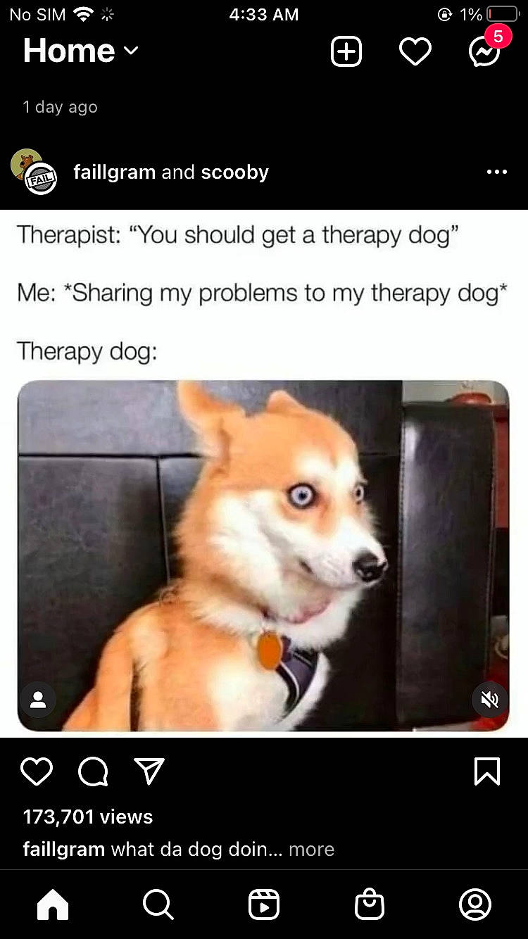 Big Boy joined the competition — help win amazing prizes! advertising, ancient_dog_breeds, canidae, carnivore, companion_dog, dog, dog_breed, fawn, font, multimedia, paw, photo_caption, screenshot, snout, software, terrestrial_animal, toy, toy_dog, watch, working_animal