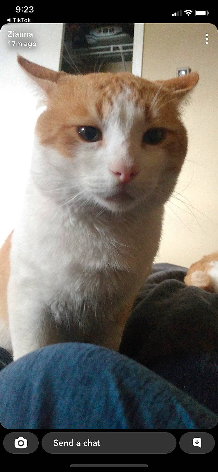 Big Boy is registered to the contest to win money with this photo: carnivore, cat, domestic_short_haired_cat, ear, eye, fawn, felidae, fur, small_to_medium_sized_cats, snout, tail, terrestrial_animal, whiskers