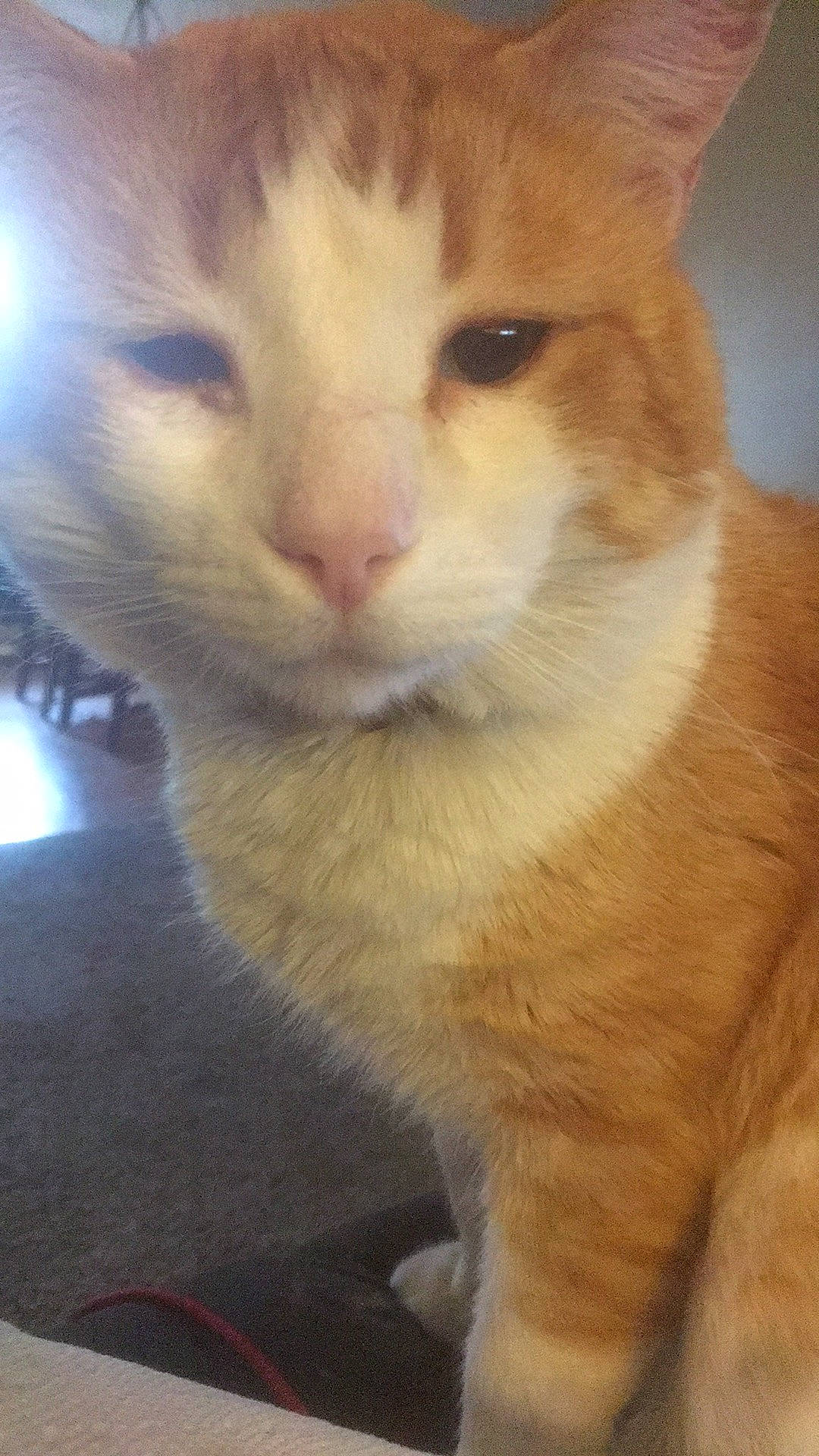 Big Boy is registered to the contest to win money with this photo: carnivore, cat, domestic_short_haired_cat, felidae, fur, paw, small_to_medium_sized_cats, snout, tail, terrestrial_animal, whiskers, window