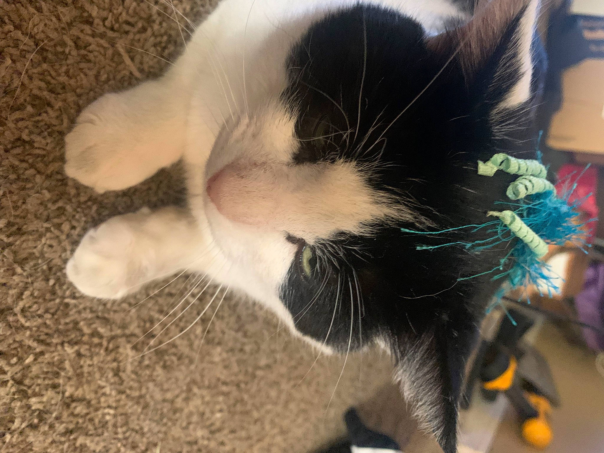 Oreo is registered to the contest to win money with this photo: canidae, carnivore, cat, claw, collar, comfort, dog_breed, domestic_short_haired_cat, ear, felidae, foot, fur, human_leg, nap, paw, small_to_medium_sized_cats, snout, sporting_group, tail, whiskers