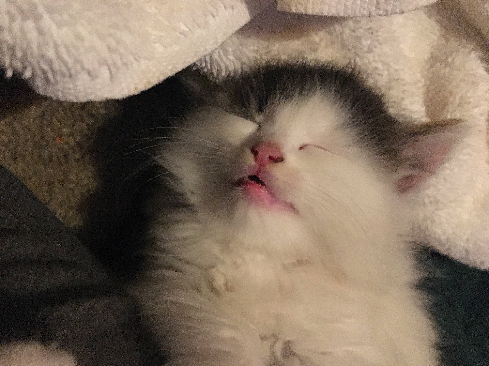 Oreo is registered to the contest to win money with this photo: carnivore, cat, comfort, fawn, felidae, fur, paw, small_to_medium_sized_cats, snout, tail, terrestrial_animal, whiskers