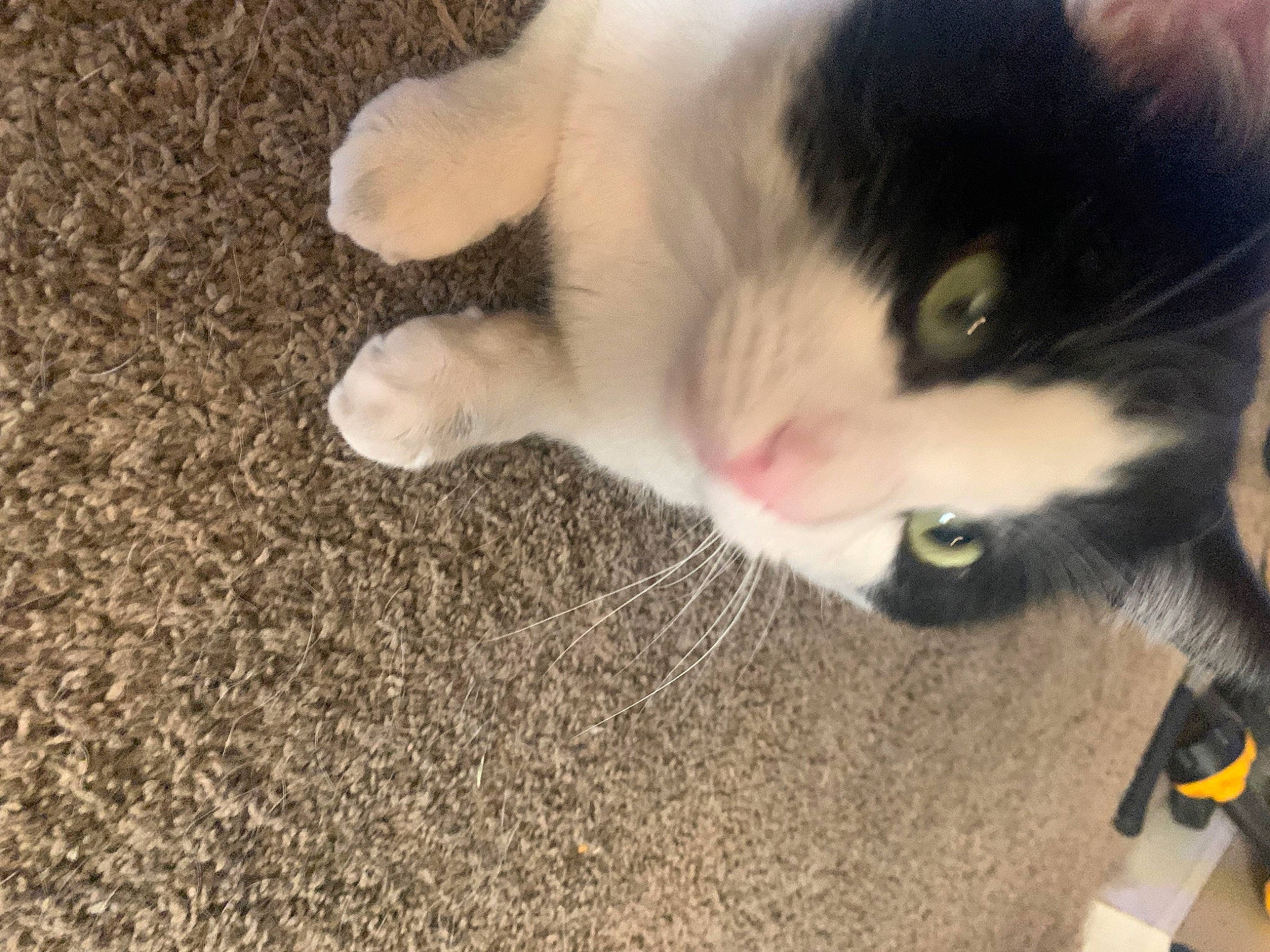 Oreo is registered to the contest to win money with this photo: canidae, carnivore, cat, claw, domestic_short_haired_cat, felidae, foot, fur, grass, human_leg, nap, paw, photo_caption, small_to_medium_sized_cats, snout, soil, tail, whiskers