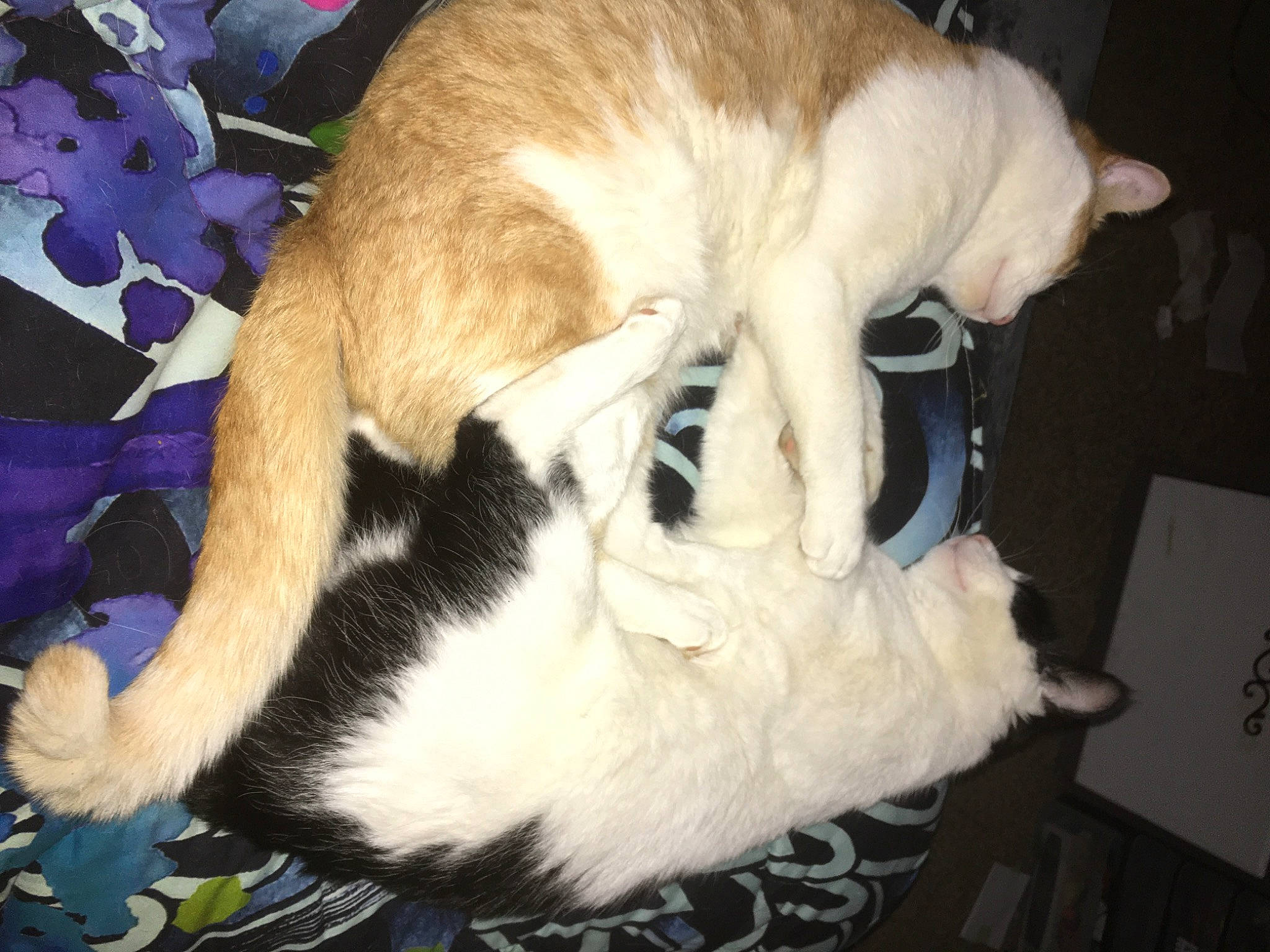 Oreo joined the competition — help win amazing prizes! canidae, carnivore, cat, claw, comfort, companion_dog, dog_breed, domestic_short_haired_cat, fang, fawn, felidae, fur, nap, paw, pet_supply, small_to_medium_sized_cats, snout, sporting_group, tail, whiskers