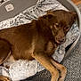 dog, brown_dog, pet_bed, blanket, indoor, floor, carpet, fur, animal, canine, resting, relaxed, domestic, household, cozy, lying_down, bed, paws, tail, home