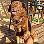 Lyons participe au concours pour gagner de l'argent avec cette photo : dog, paw, hand, collar, wooden_deck, sunlight, shadow, outdoor, smiling, pet, animal, brown_fur, happy, person_hand, chair, table, backyard, fence, daytime, relaxing