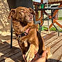 Lyons a rejoint le concours — aidez-le/la à gagner de superbes lots ! dog, brown_dog, paw, hand, collar, outdoor, deck, wooden_floor, chair, table, sunlight, shadow, fence, garden, pet, animal, daylight, leash, friendship, close_up