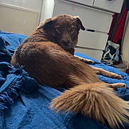 Lyons a rejoint le concours — aidez-le/la à gagner de superbes lots ! dog, brown, fluffy, bed, blanket, blue, indoor, window, dresser, clothing, fur, tail, pets, looking_back, cozy, room, natural_light, furniture, curious, relaxed