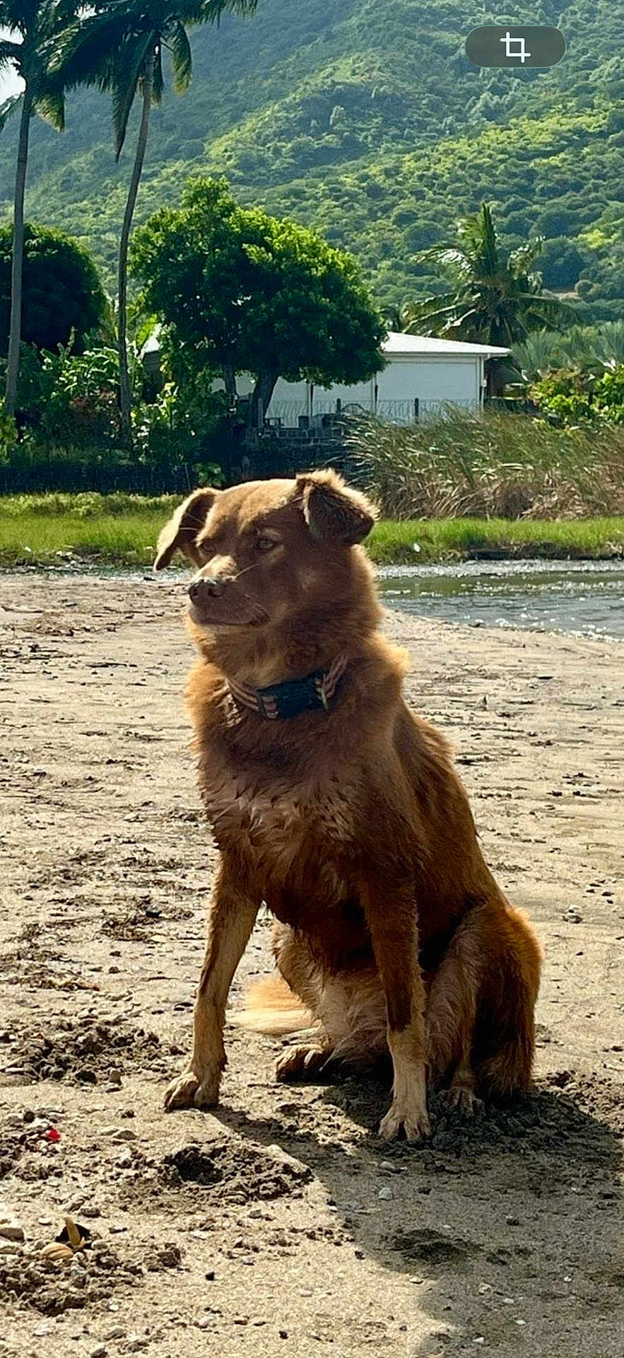 Lyons a rejoint le concours — aidez-le/la à gagner de superbes lots ! dog, brown_dog, beach, sand, mountains, trees, palm_trees, outdoor, sunlight, collar, animal, pet, nature, grass, water, scenic, sitting, canine, daytime, landscape