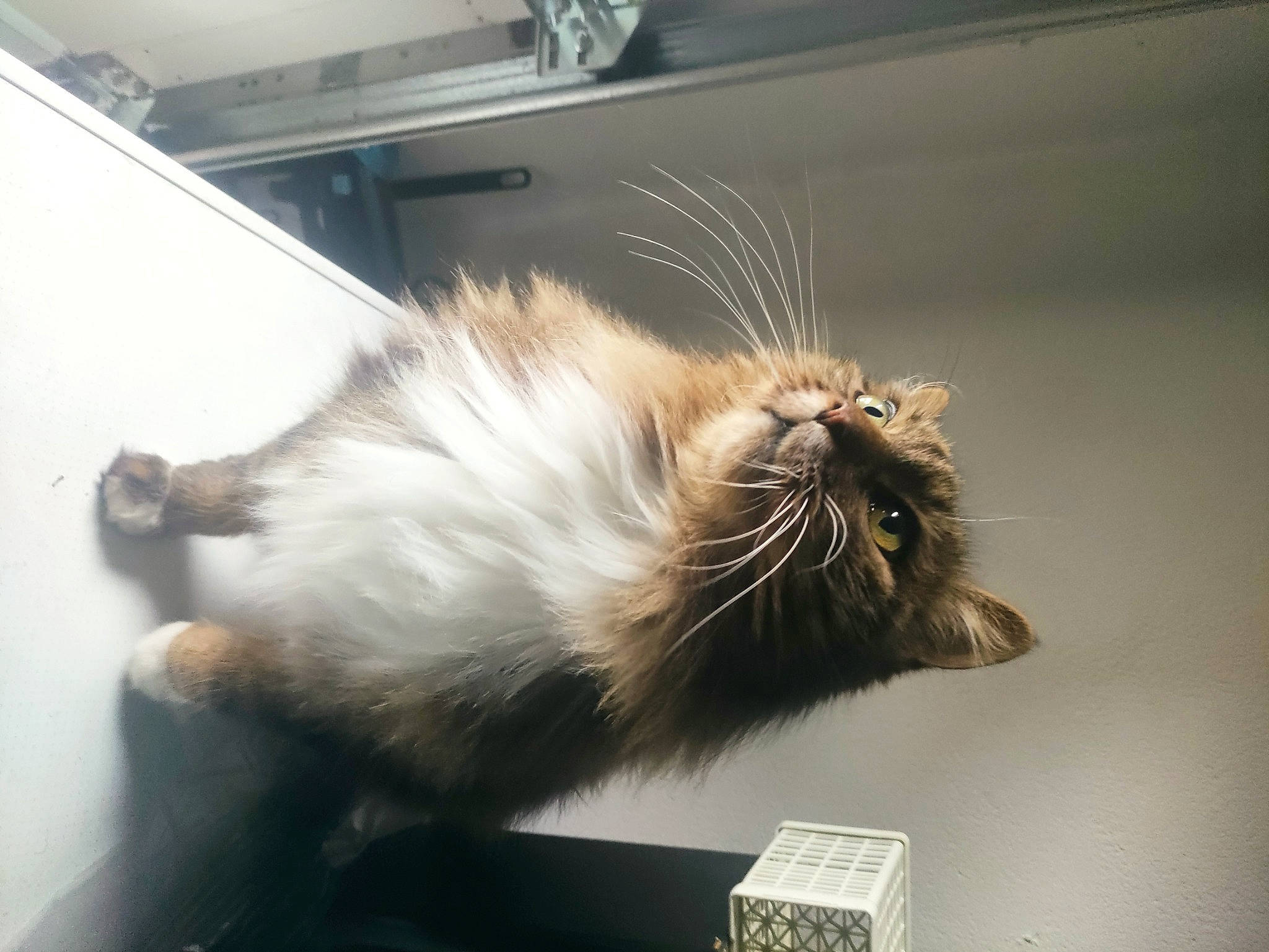 Boulette a rejoint le concours — aidez-le/la à gagner de superbes lots ! carnivore, cat, claw, comfort, fawn, felidae, foot, fur, paw, small_to_medium_sized_cats, snout, tail, whiskers