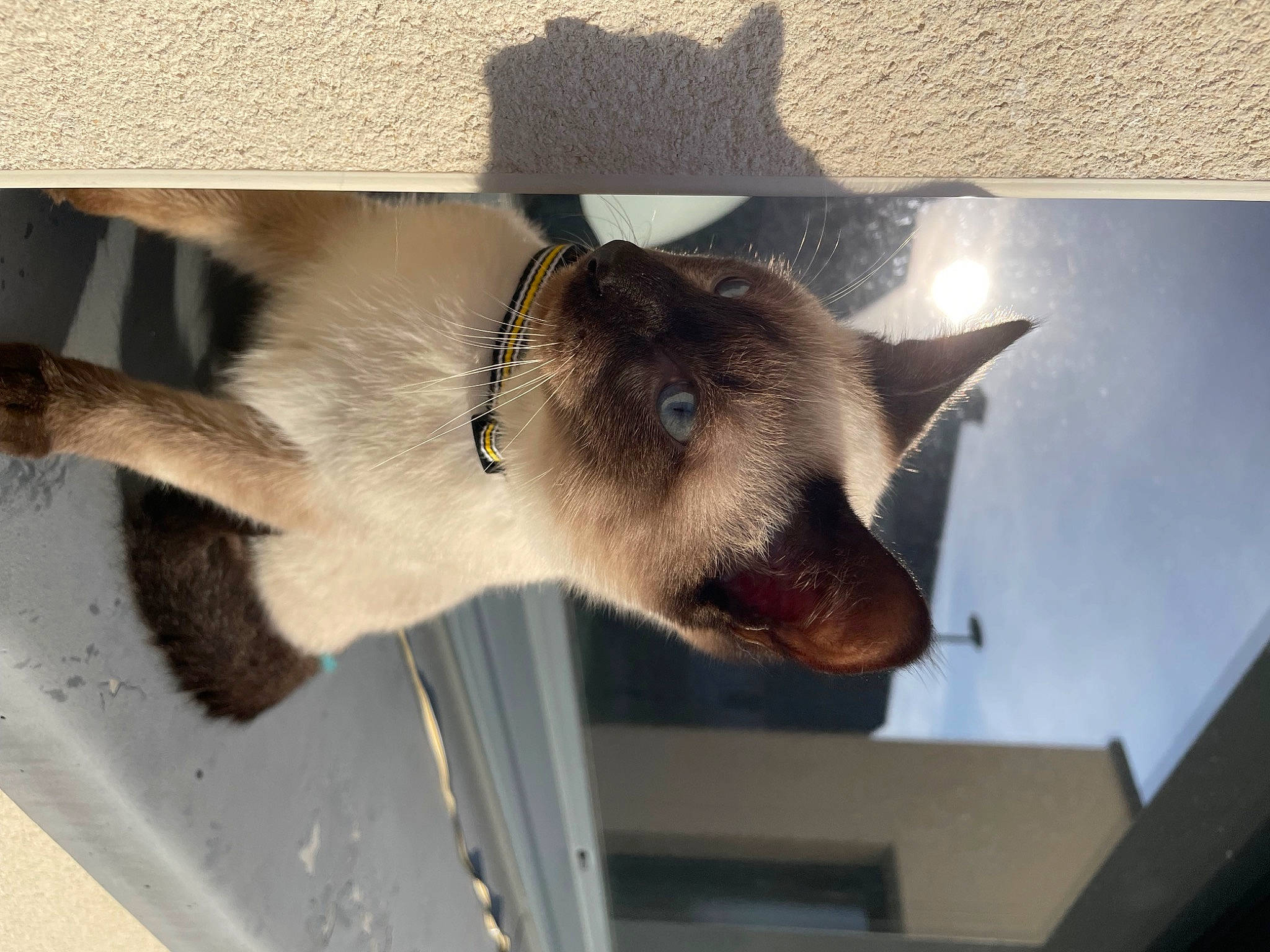 Ubby participe au concours pour gagner de l'argent avec cette photo : balinese, carnivore, cat, domestic_short_haired_cat, fang, fawn, felidae, fur, siamese, small_to_medium_sized_cats, snout, tail, thai, tonkinese, whiskers