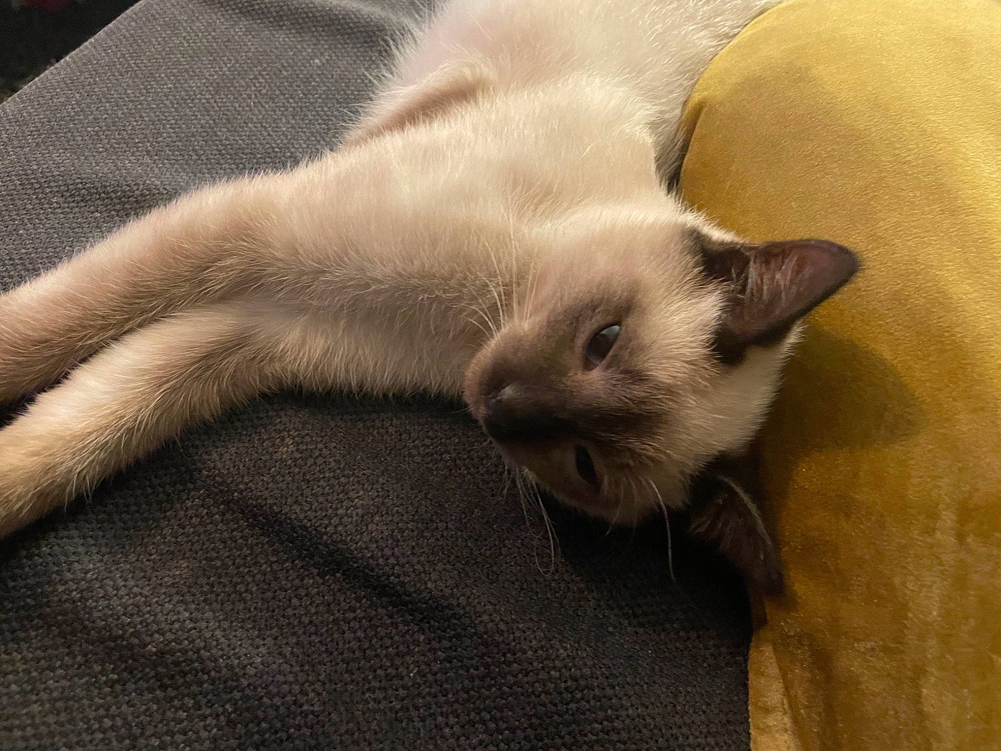 Ubby a rejoint le concours — aidez-le/la à gagner de superbes lots ! balinese, carnivore, cat, claw, comfort, domestic_short_haired_cat, fawn, felidae, fur, grey, nap, paw, siamese, small_to_medium_sized_cats, snout, tail, terrestrial_animal, whiskers