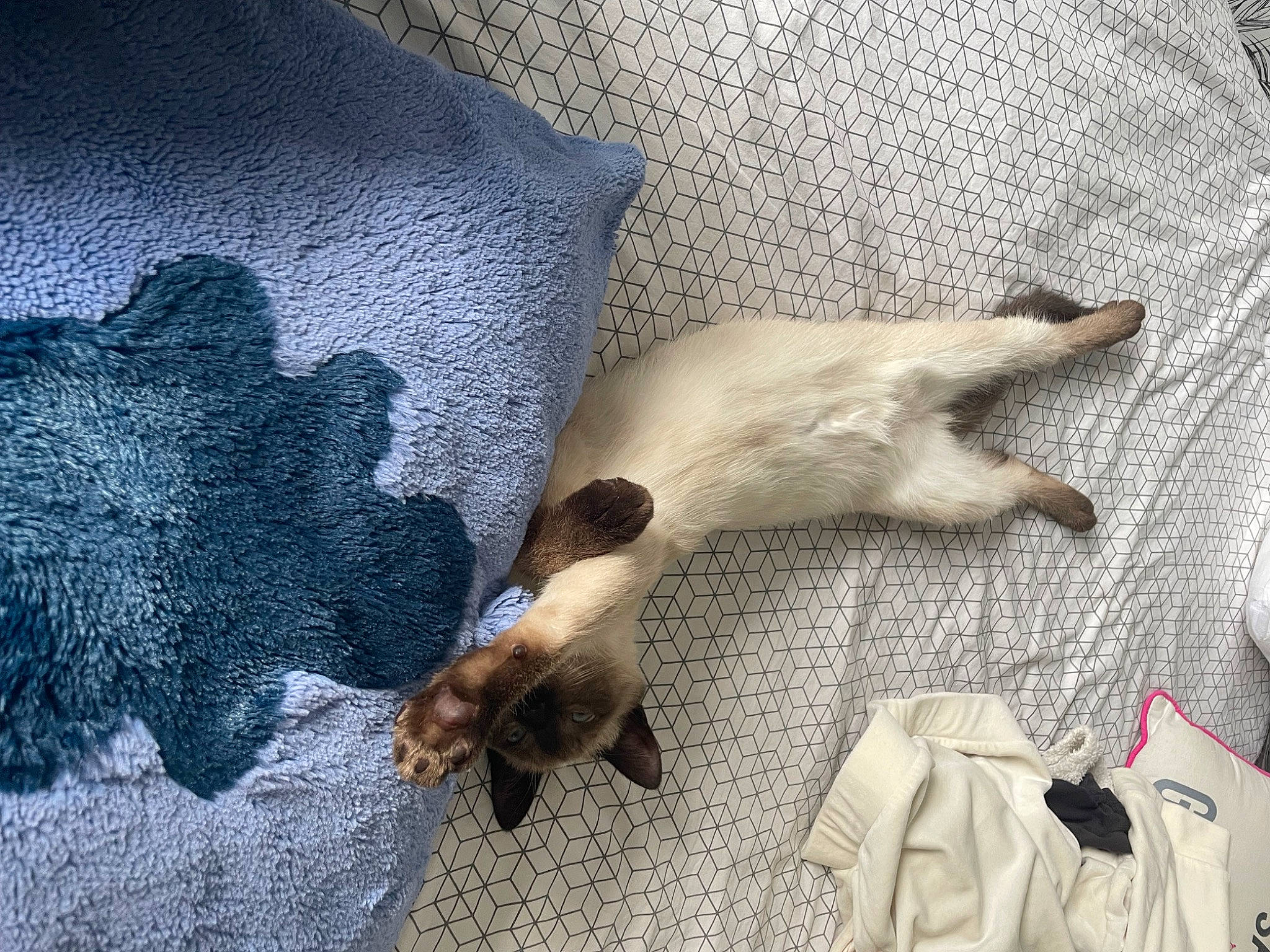 Ubby participe au concours pour gagner de l'argent avec cette photo : art, bedding, canidae, carnivore, cat, claw, comfort, companion_dog, dog_breed, fawn, felidae, fur, linens, luggage_and_bags, paw, siamese, small_to_medium_sized_cats, sporting_group, tail, whiskers