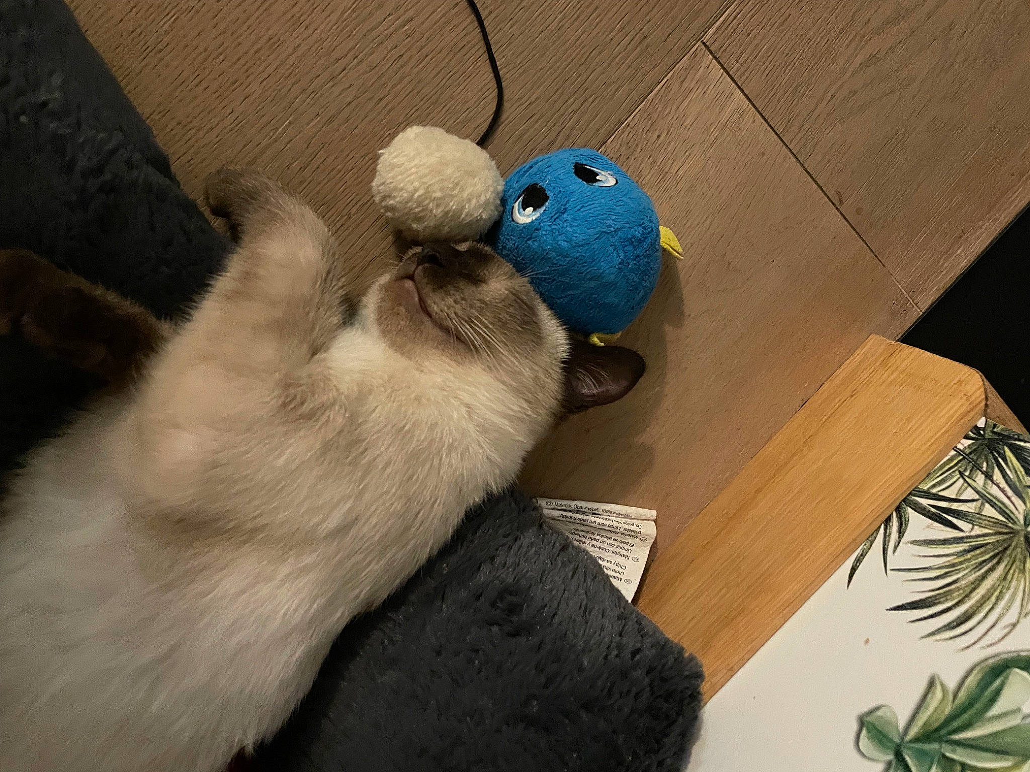 Ubby a rejoint le concours — aidez-le/la à gagner de superbes lots ! art, carnivore, cat, comfort, domestic_short_haired_cat, felidae, flooring, foot, gadget, linens, plush, room, small_to_medium_sized_cats, stuffed_toy, tail, textile, toy, whiskers, wood, wool