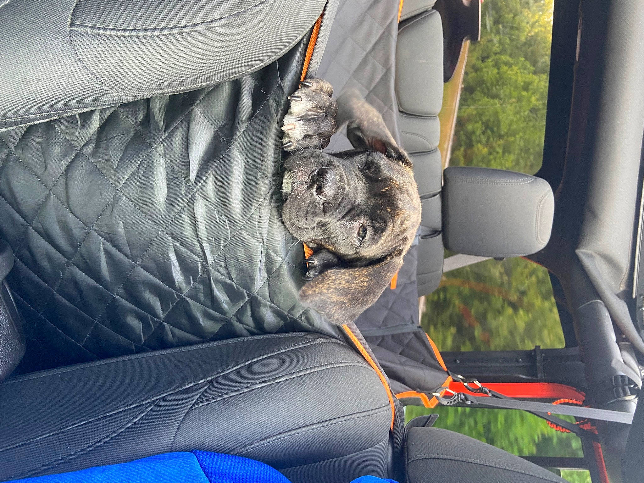 Tobi is registered to the contest to win money with this photo: auto_part, automotive_design, automotive_exterior, car, car_seat, car_seat_cover, carnivore, comfort, companion_dog, dog, family_car, head_restraint, luxury_vehicle, motor_vehicle, personal_luxury_car, seat_belt, steering_part, steering_wheel, vehicle, vehicle_door