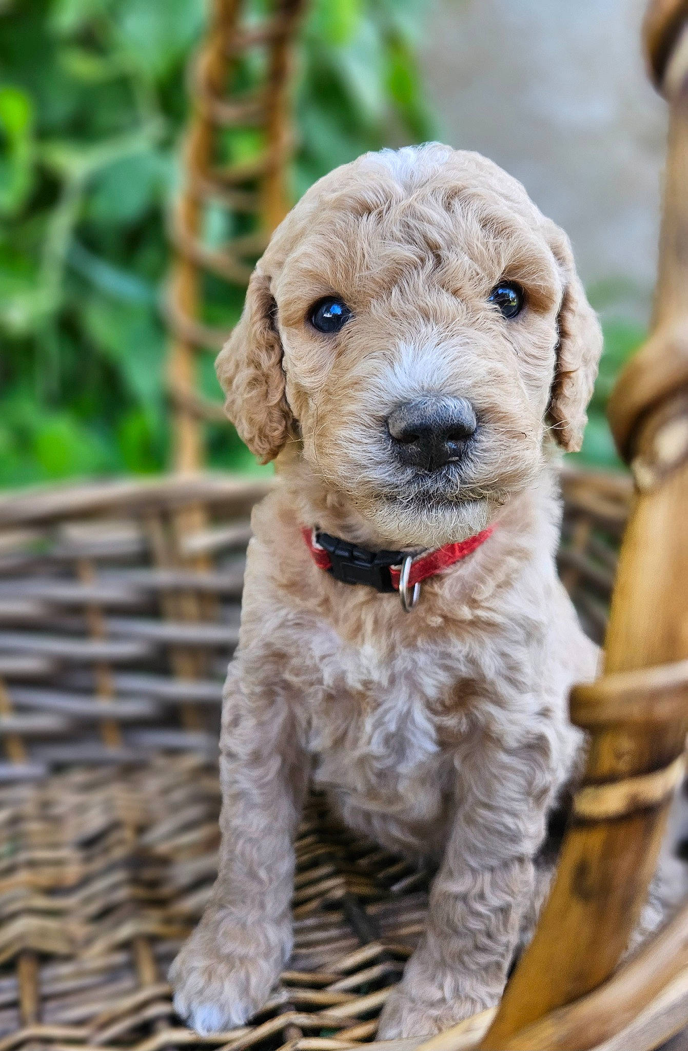 Sir Licks A Lot is registered to the contest to win money with this photo: canidae, carnivore, collar, companion_dog, dog, dog_breed, dog_collar, fawn, fur, grass, hunting_dog, pet_supply, puppy, sporting_group, terrestrial_animal, terrier, wood, working_animal