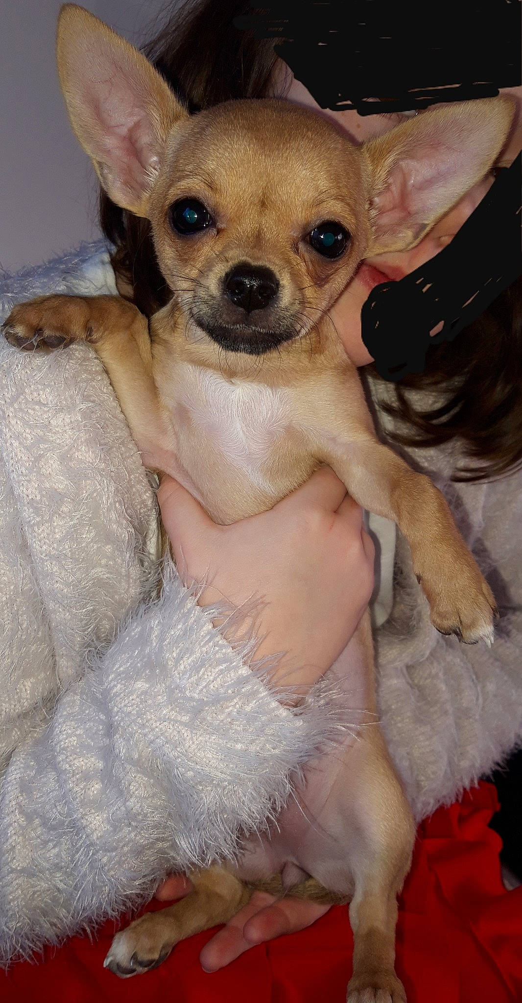 Lola a rejoint le concours — aidez-le/la à gagner de superbes lots ! ancient_dog_breeds, canidae, carnivore, chihuahua, companion_dog, corgi_chihuahua, dog, dog_breed, ear, fawn, mammal, puppy, puppy_love, russkiy_toy, skin, snout, sporting_group, toy_dog, vertebrate, whiskers