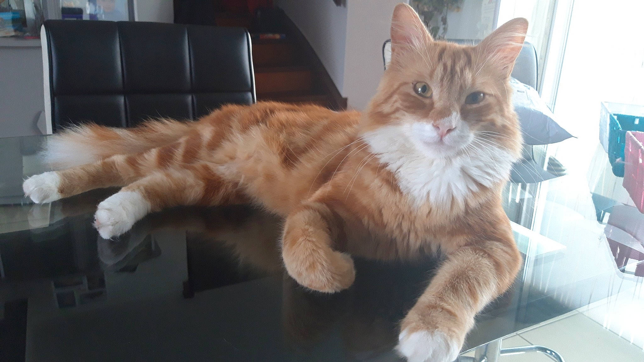 Bijoux a rejoint le concours — aidez-le/la à gagner de superbes lots ! carnivore, cat, cymric, domestic_long_haired_cat, european_shorthair, fawn, felidae, kitten, kurilian_bobtail, maine_coon, mammal, norwegian_forest_cat, polydactyl_cat, siberian, small_to_medium_sized_cats, tabby_cat, tail, turkish_angora, vertebrate, whiskers