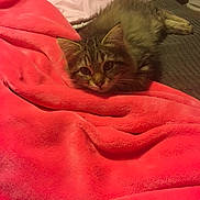 Petunia joined the competition — help win amazing prizes! animal, bed, blanket, cat, comfort, cozy, cute, domestic, feline, fur, indoor, kitten, pet, pink, relaxed, resting, soft, tabby, warm, young
